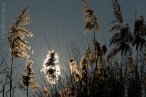 PCamargue_licht1